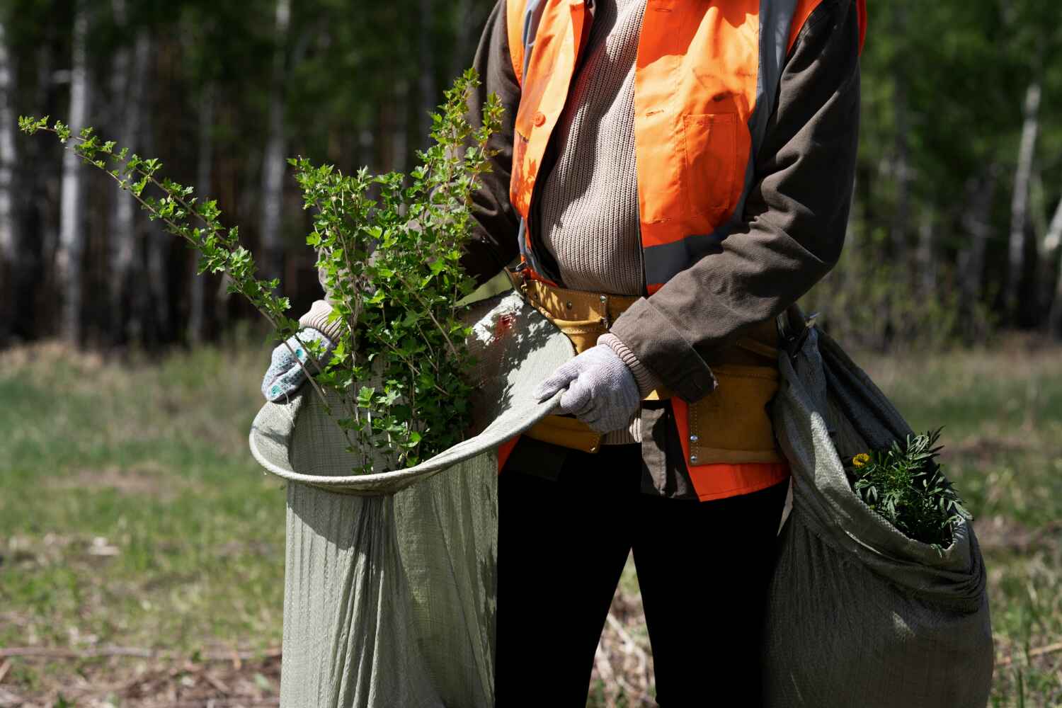 The Steps Involved in Our Tree Care Process in Rich Hill, MO